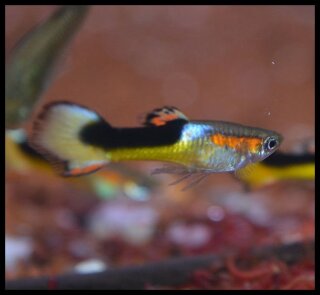 Red Bar black saddle Guppy - Paar