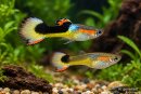 Red Bar black saddle Guppy - Paar -...