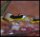 Red Bar black saddle Guppy - Paar