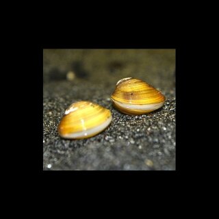 5 Stück Corbicula spec. Tropische Zwergrillenmuschel - Körbchenmuschel