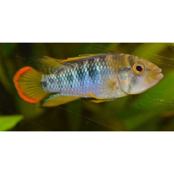 Apistogramma baenschi inka - Männchen, 24,95