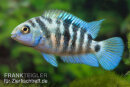 Cryptoheros nigrofasciatus"Honduras red point"