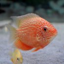 Heros severus super red spotted 4-5 cm -...