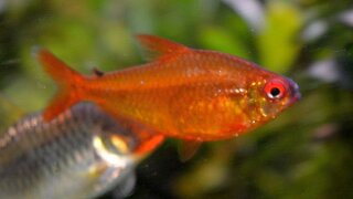 Hyphessobrycon pulchripinnis - Orange Bolivia