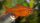 Hyphessobrycon pulchripinnis - Orange Bolivia