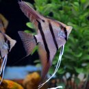 Pterophyllum scalare Dantum - Liefergröße ca.:...