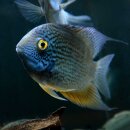 Heros sp. TAPAJOS