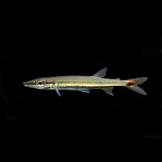 Acestrorhynchus falcirostris - Hundssalmler