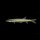 Acestrorhynchus falcirostris - Hundssalmler