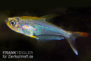 Trochilocharax ornatus - Kolibrisalmler