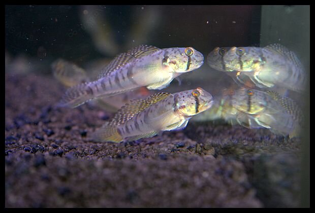 Oligolepis acutipennis Merkmale und Lebensraum entdecken, 14,95