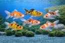 Cyprinus carpio Mix 8-12 cm Koikarpfen