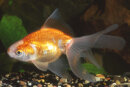 Schleierschwanz 3-5cm rot/weiss