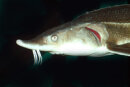 Acipenser ruthenus - Sterlet
