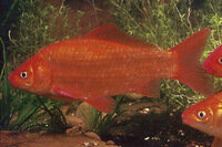 Carassius auratus Goldfisch "Red" 10-15 cm