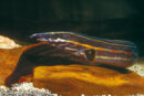 Mastacembelus erythrotaenia - Feuer-Stachelaal 30-35 cm
