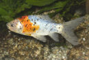 Carassius auratus "Shubunkin" 3-5 cm