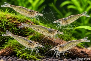 Caridina japonica / multidentata - Amanogarnele XL - Liefergröße ca.: 3-5 cm