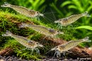 Caridina japonica / multidentata - Amanogarnele XL -...