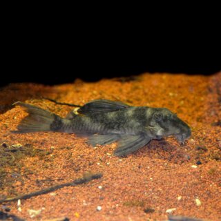 L - 70 “Zombi - Pleco“ Hypancistrus - ca. 4-6 cm