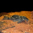 L - 70 “Zombi - Pleco“ Hypancistrus - ca. 4-6 cm