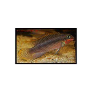 Pelvicachromis taeniatus Nigeria Red - MANN - Smaragd Prachtbarsch Nigeria Red - Liefergröße ca.: 5-7 cm
