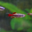Tanichthys albonubes - Schleier - Kardinalfisch