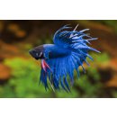 Betta splendens Crowntail blau