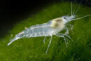 Neocaridina palmata var. white 5 Stück