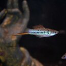 Xiphophorus hellerii RIO ATOYAC 1 Paar