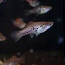 Xiphophorus hellerii RIO ATOYAC 1 Paar