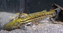 Ageniosus magoi - Gestreifter Delphinwels
