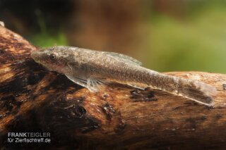 Otocinclus negros - Otothyropsis piribebuy