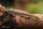 Otocinclus negros - Otothyropsis piribebuy