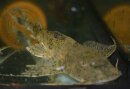 Bagarius bagarius