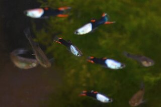 Poecilia endleri silverado x black flame Paar Endler