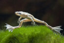 Hymenochirus boettgeri - Zwerg-Krallenfrosch -...