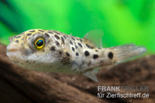 Tetraodon nigroviridis - Grüner Kugelfisch