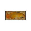 Apistogramma nijsseni Weibchen