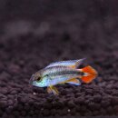 Apistogramma agassizii Alenquer neonblau- TRIO