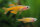 Pseudomugil luminatus - Red Neon-Blauauge
