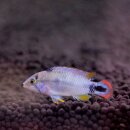 Apistogramma pandurini - Panduros Zwergbuntbarsch 1 Weibchen
