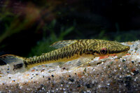 Hypoptopoma psilogaster - fast wie ein XXL Otocinclus