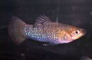 Limia perugiae