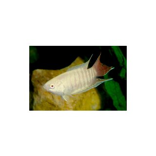 Macropodus opercularis albino - Paradiesfisch
