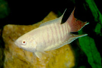 Macropodus opercularis albino - Paradiesfisch