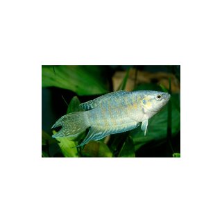 Macropodus opercularis blau - Paradiesfisch