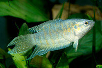 Macropodus opercularis blau - Paradiesfisch