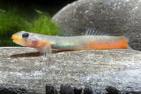 Sicyopus rubicundus - Lippenstift Grundel