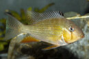 Acarichthys heckelii - Heckels Buntbarsch -...